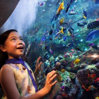 ATLANTIS THE PALM